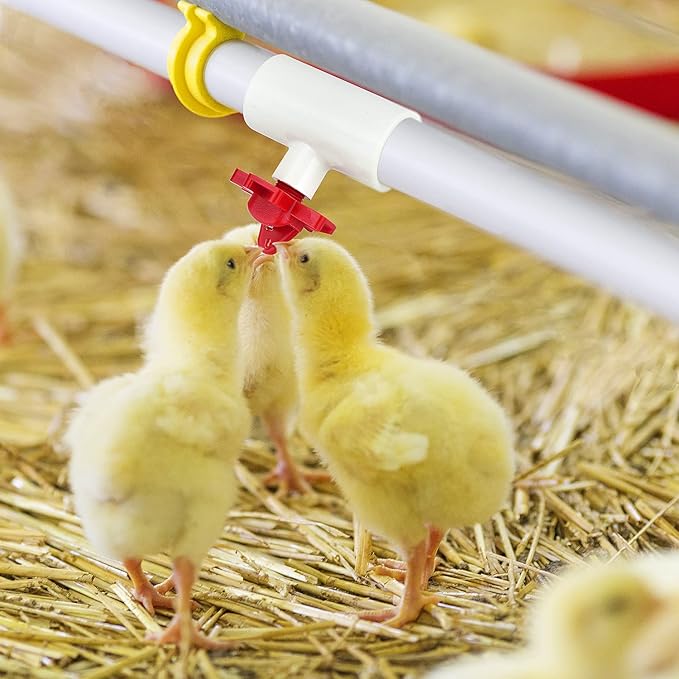 (6 Pack) Chicken Waterer PVC Tee Fittings For Threaded Poultry Watering Cups - Schedule 40 PVC 1/2 inch Slip X 1/2 inch Slip X 1/8 inch FPT