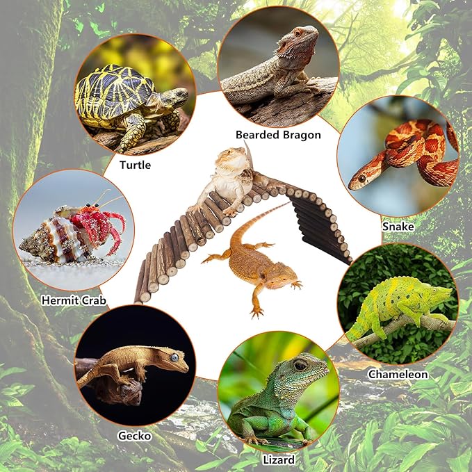 BNOSDM Reptile Hide Tortoise Hideout Bearded Dragon Wooden Bridge Snake Climbing Tunnel Habitat Decor for Lizards Spiders Gecko Ball Python (Small)