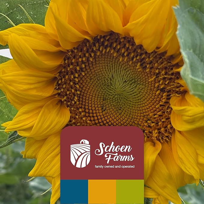 Gourmet Wild Bird Food Mix (10 LBS) Blend for Cardinals, Chickadees, Nuthatches, Woodpeckers and Songbirds