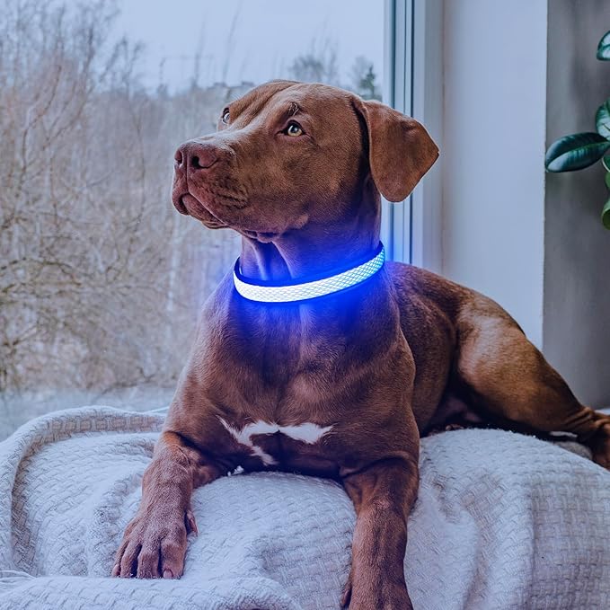 LED Dog Collar, Light Up Dog Collar USB Rechargeable, Brightest Dog Lights for Night Walking, Adjustable Dog Collar Light for Dog Safety(Small, Royal Blue)