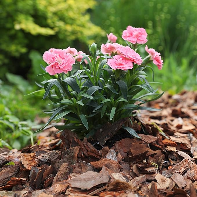 Premium Pine Bark Nuggets โ Pine Bark Mulch for Gardens, Landscaping, Potted Plants, and Wood Chips for Garden Beds (1 CF - 28 L - 30 QTS)