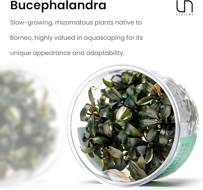 Ultum Nature Systems Live Tissue Culture - Bucephalandra Brownie Phoenix - Easy, Low-Med Light - Dark Green, Red, Purple Accent - Foreground to Midground - 100% Snail Free Grown In-Vitro - Regular Cup
