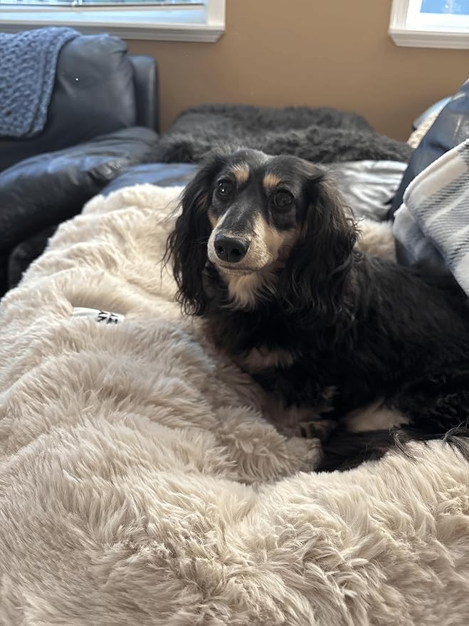 FUNNY FUZZY Pet Fluffy Fuzzy Couch Cover, Calming Washable Dog Bed Sofa Protector Pets Mat for Small Dogs and Cats (Coffee,27.56 × 24.02 × 5.51 in)