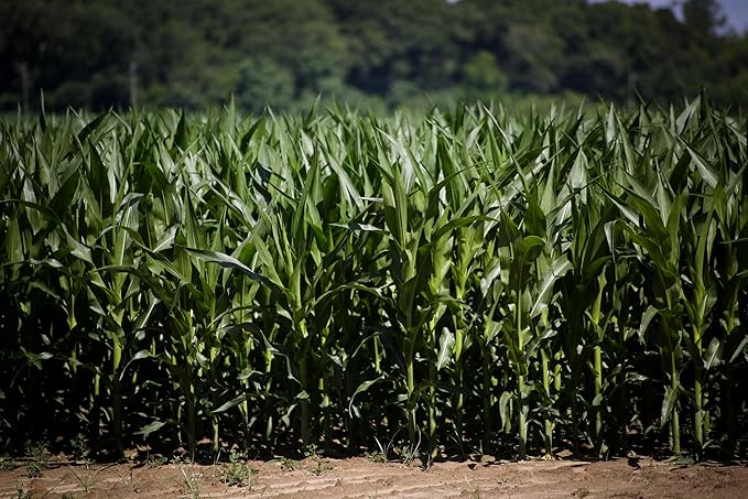 Single A Corn©️: Premium Dried and Shelled Whole Kernel Corn 21 lbs - Perfect Feed for Birds, Deer, and Other Wildlife- This Season's Corn!