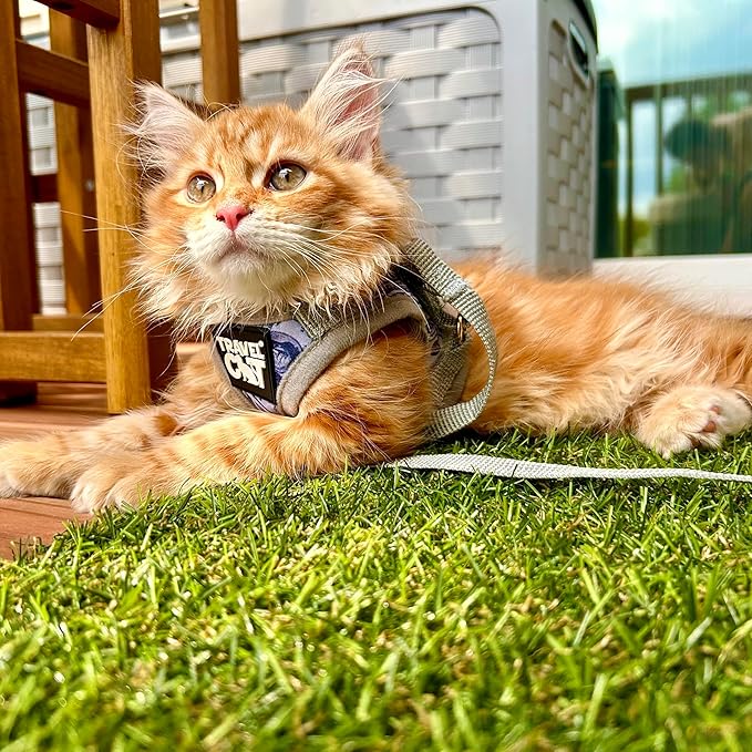 Travel Cat Harness and Leash Set - Adjustable Fit Mesh Cat Harness and Reflective Strap - Comfort Walking Vest for Kitten for Outdoor Walking, Hiking (Small, Cash)