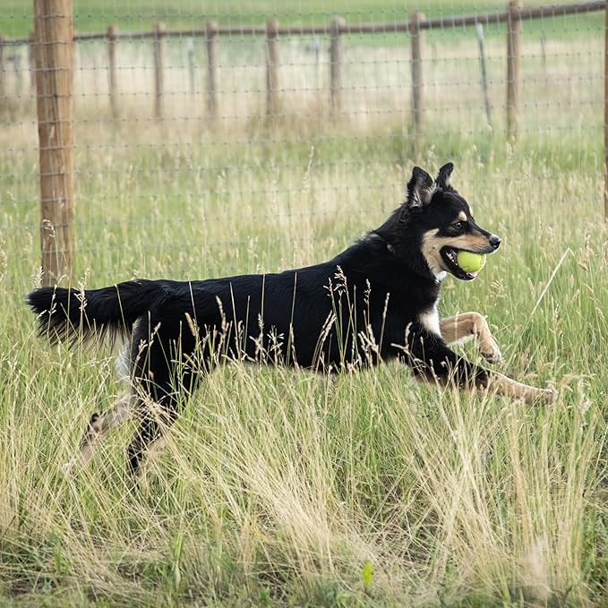 InClover Connectin Natural Hip & Joint Supplement for Dogs with Glucosamine, Chondroitin & Hyaluronic Acid - Soft Chew for Dog Mobility, Comfort & Active Lifestyle Support, 100 Count