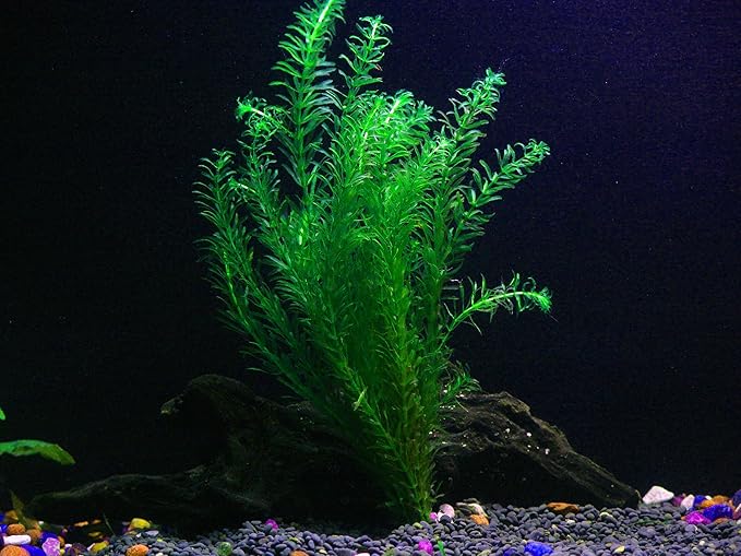 18 Plants Bundle / 6 Species Live Aquarium Plants Package - Microsorum, Amazon Sword, Anubias, Moneywort, Hornwort, etc. (75+ Gallon Aquariums)