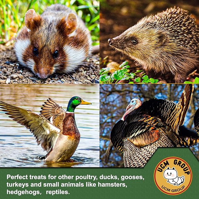 UCM Group 10LB Dried Black Soldier Fly Larvae for Chicken, Poultry, Wild Birds,100% Natural Non-GMO, No Additives, Treat, More Calcium Chicken Treats Than Mealworms