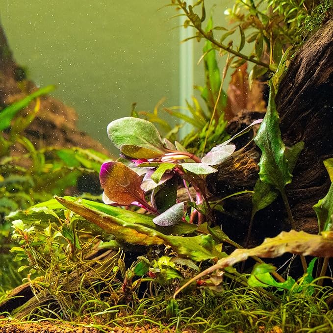 Ultum Nature Systems Lobelia Cardinalis ‘Cardinal’ Tissue Culture Live Plant for Aquarium, Freshwater Fish Tank, Aquascaping - 100% Snail Free in Vitro