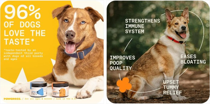 Stronger Gut, Happier Dog — 5-in-1 Probiotic Powder by PAWGRESS