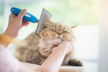 What’s New in Cat Products for 2025: Trending Supplies Every Modern Cat Needs