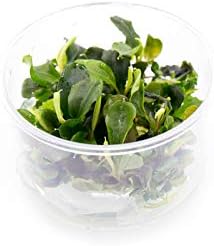 Bucephalandra sp. 'Green Wavy' in Vitro Tissue Culture Cup