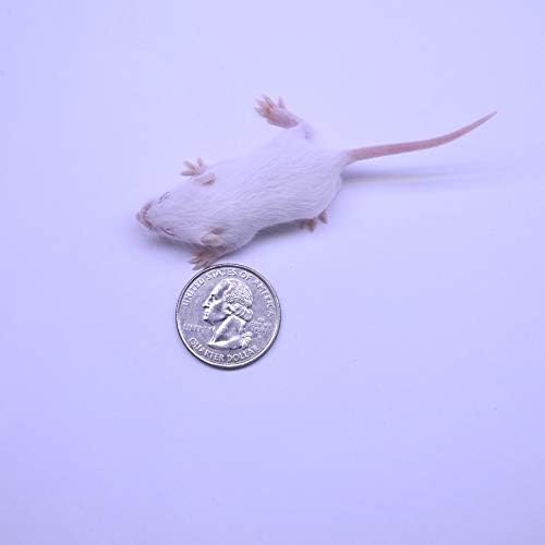 MiceDirect 150 Frozen Mice Combo Pack of 75 Small Fuzzies and 75 Fuzzies Feeders Snake Food for Mice for Corn Snakes Ball Pythons Lizards (.5-1.5 in)(Pack of 150)(525 Grams Min)