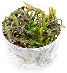 Cryptocoryne Walkeri in Vitro Tissue Culture Cup