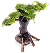Live Aquarium Plants on Driftwood, Lava Rock, Moss, Fiber Mat - Freshwater Fish Tanks - Easy, Beginner Friendly (Moss on Bonsai Tree, Extra Small)