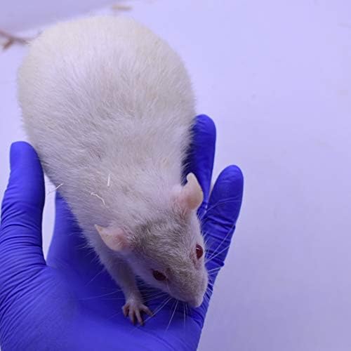 MiceDirect EST. 2003 10 Frozen Rat Combo Pack 5 Larges and 5 Rat Jumbo Feeders Snake Food (9-11 in)(450 Grams Min)