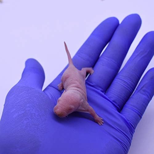 MiceDirect EST. 2003 Frozen Rat Combo Pack Rat Pinkies & Rat Fuzzies Feeder Snake Reptile Food, 40 Ounce