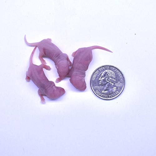 MiceDirect EST. 2003 200 Frozen Mice Combo Pack of 100 Pinkies and Small Fuzzies Feeders Snake Food for Corn Snakes Ball Pythons Lizards (.5-1 in)(500 Grams Min)