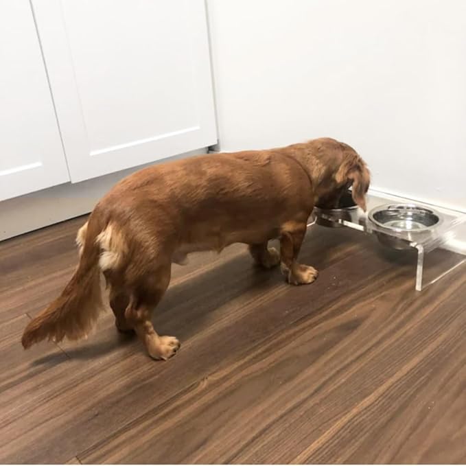 Hiddin Double Elevated Dog Bowl Stand for Small or Medium Dogs, All Breeds, Clear Acrylic 3.5 Inch Raised Dog Bowl Stand with Two Stainless Steel Bowls for Food and Water - 1.5 Cups Each Dish