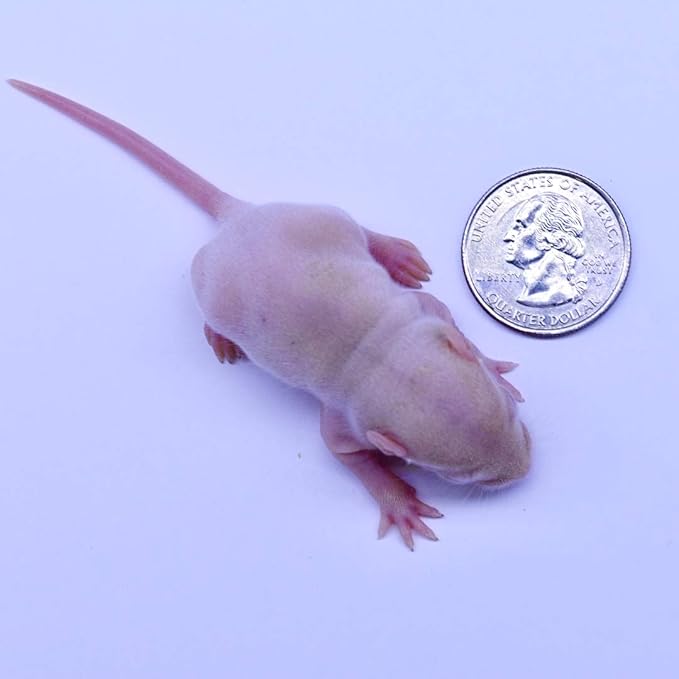 MiceDirect EST. 2003 Frozen Rat Combo Pack Rat Pinkies & Rat Fuzzies Feeder Snake Reptile Food, 40 Ounce