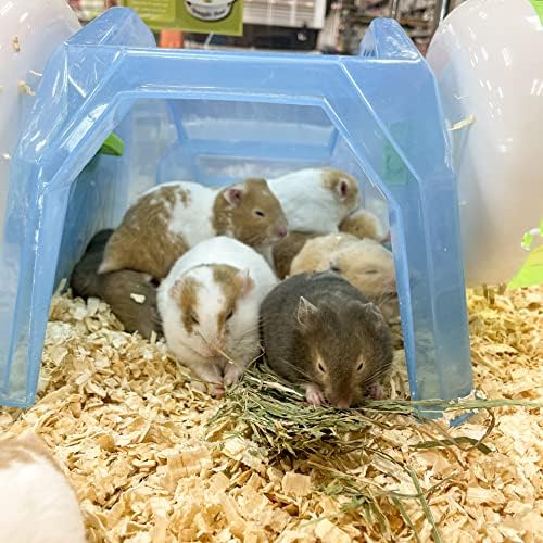 Blue Mountain Hay | Fresh Organic Oat Hay (40 Ounce) | Good for Sensitive Digestion | High-Altitude Hay Pet Food for Rabbits, Guinea Pigs, Chinchillas, Hamsters, and Other Small Pets