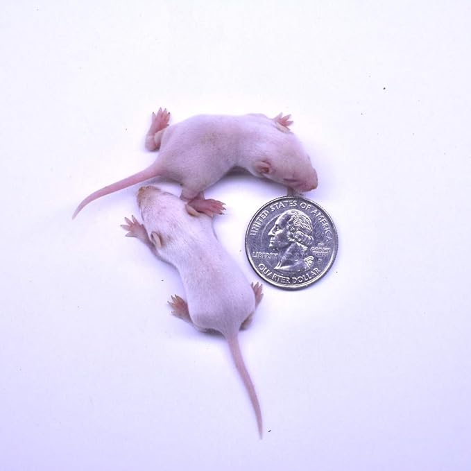 MiceDirect Frozen Mice Combo Pack of 30 Pinkies & Small Fuzzies Feeder Mice – 15 Pinkies & 15 Small Fuzzies - Food for Corn Snakes, Ball Pythons, & Pet Reptiles - Snake Feed Supplies