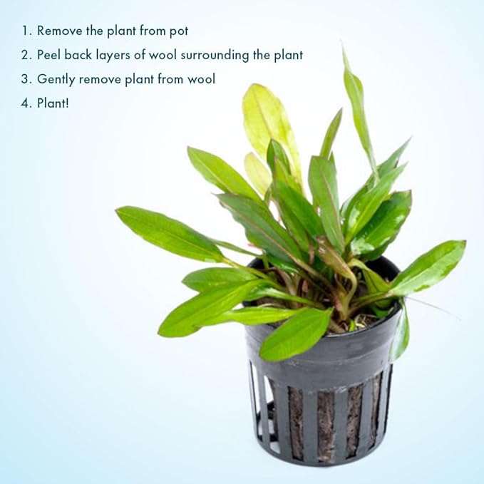 Live Plants - Echinodorus ‘Green Chameleon’ (Echinodorus sp.) - Medium to High Light, Green Red Accent, Midground to Background Placement, Freshwater Aquatic Plant - Pot