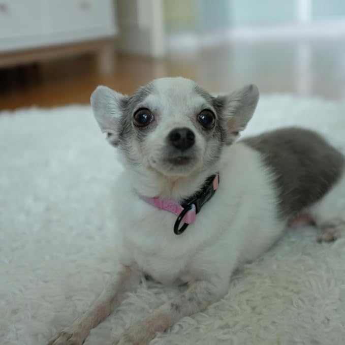 HILLBERRY Dog Collar and Leash Set Adjustable Rainbow Pink Purple Blue Puppy Pet Essentials and Supplies - Size XS