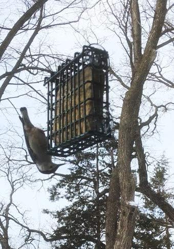 ST. ALBANS BAY SUET PLUS Suet Cake 15 Pack | 11 oz. Suet Cakes for Wild Birds| (Mega Mix)