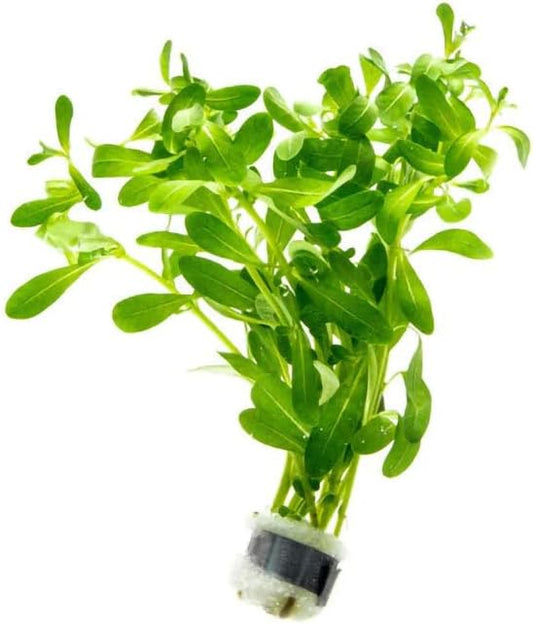 Live Plant - Ludwigia Inclinata 'Green' - Moderate Care, High Light, Bright Green Accent, Freshwater Aquatic Plant for Aquascaping - Lead Bunch