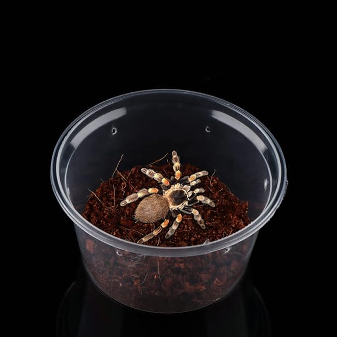 10 Pcs Spider Terrariums Breeding Box Small Round Hatching Container Acrylic Feeding Box for Spider Scorpion Centipede Insect