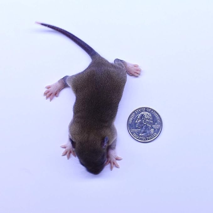 MiceDirect EST. 2003 40 Frozen Rat Combo Pack 20 Rat Fuzzies and 20 Pup Feeders Snake Food for Baby Ball Pythons and Boas (2-3.5 in)(580 Grams Min)