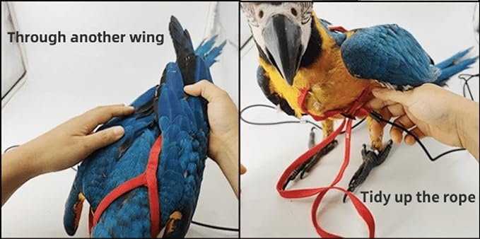 Adjustable Bird Harness with 78.7 Inch Leash, Outdoor Flying Training Rope Kit for Bird Parrots, Parrot Flying Rope Straps Outdoor Training Traction Rope for Small Medium Large Size Birds (Petite)
