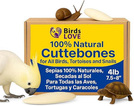 Birds LOVE Natural Cuttlebone – Premium Calcium for Cockatiel, Parrots, Tortoise, Snails, Crabs and Chinchillas - Pure Cuttlebone for Birds - Parakeet Food and Bird Treats - 4lb, Size 7.5 to 8"