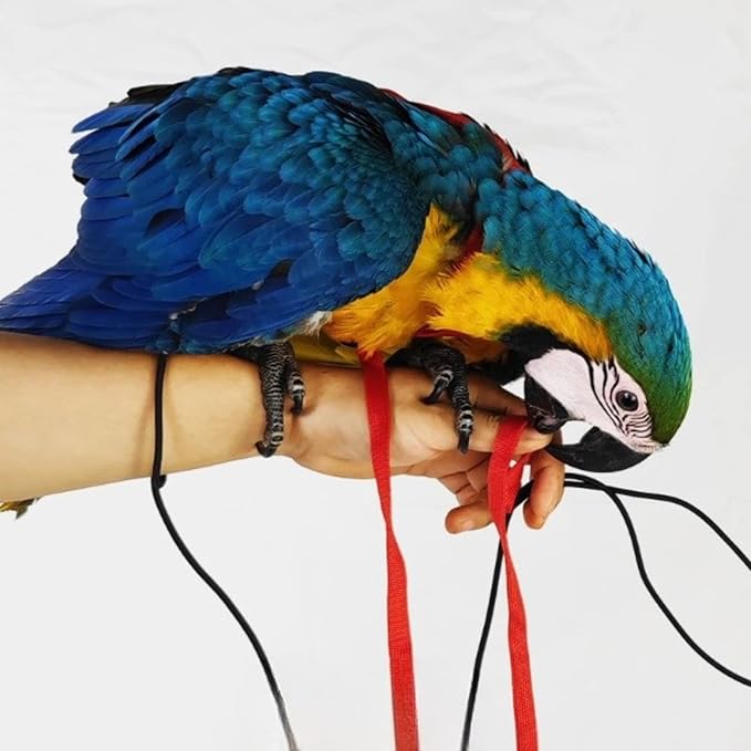 Adjustable Bird Harness with 78.7 Inch Leash, Outdoor Flying Training Rope Kit for Bird Parrots, Parrot Flying Rope Straps Outdoor Training Traction Rope for Small Medium Large Size Birds (S)