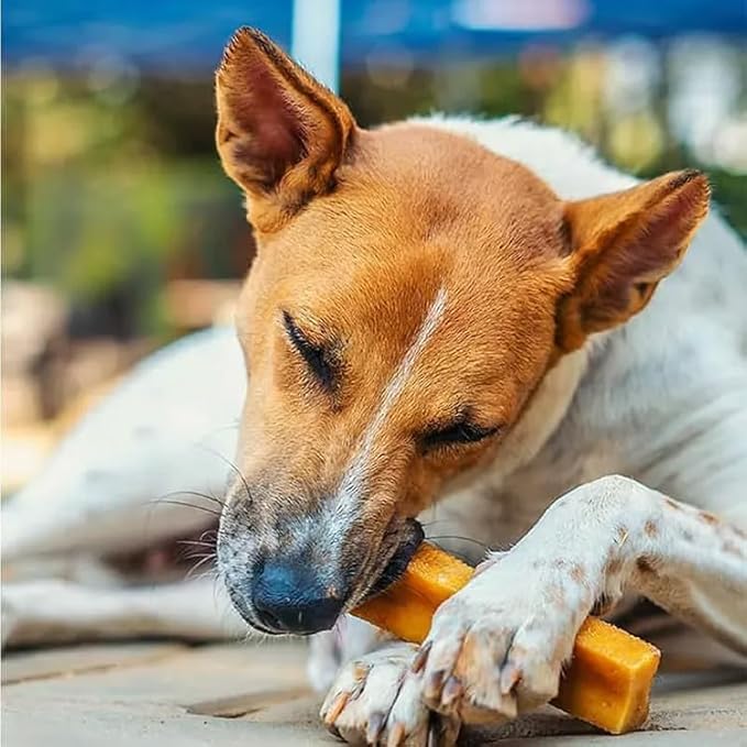Dogsee Original Himalayan Yak Chews for Dogs (Medium - 2 Bars) | 100% Natural | Dog Treats Healthy | No Grain, No Gluten | for Teeth Cleaning