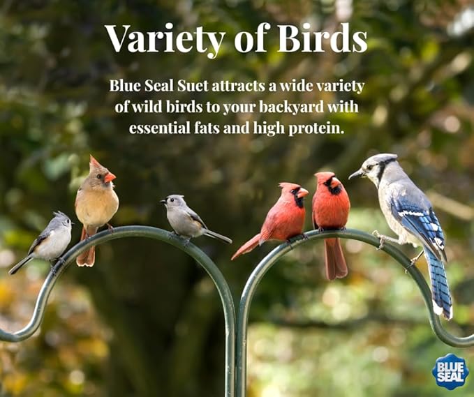 Blue Seal Cherry Suet Cakes for Wild Birds - No Mess Suet Feed, Food for Woodpeckers, Cardinals, Siskins, Sparrows & More - 11oz Suet Feeder, Bird Seed Cakes (Pack of 12)