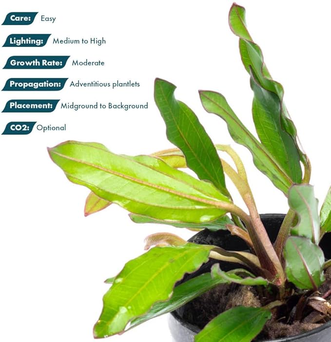 Live Plants - Echinodorus ‘Green Chameleon’ (Echinodorus sp.) - Medium to High Light, Green Red Accent, Midground to Background Placement, Freshwater Aquatic Plant - Pot