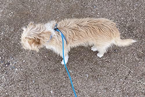 Mini Pig Harness & Leash -Adjustable- 12' in Length -Also fits Pot Bellied Pigs and Other Animals - Ferrets, Rabbits, Dogs, Cats (Blue)