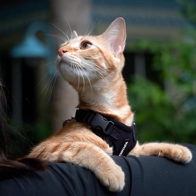 Voyager Step-in Lock Adjustable Cat Harness w. Cat Leash Combo Set with Neoprene Handle 5ft - Supports Small, Medium and Large Breed Cats by Best Pet Supplies - Black, XXS