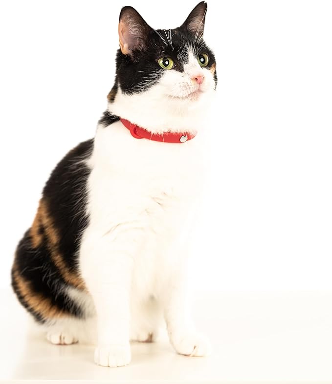 Cat Collar 2 Pack - Soft, Comfortable, and Lightweight Safety Breakaway Collar with Name Tag Ring for Outdoor Cats and Sensitive Skin Kittens by Nuvuq (6 ⅞" to 10 ¼", Red)