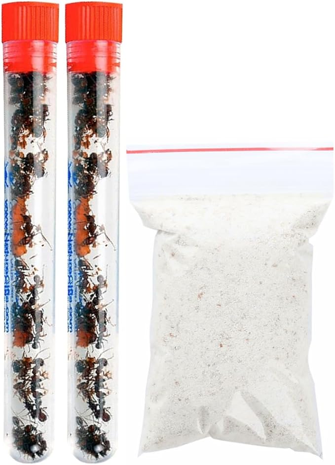 50 Live Red Harvester Ants with 10oz Sand for Ant Habitats – Live Arrival, Shipped Now – Perfect for Educational Science Projects & Interactive Habitat Experience