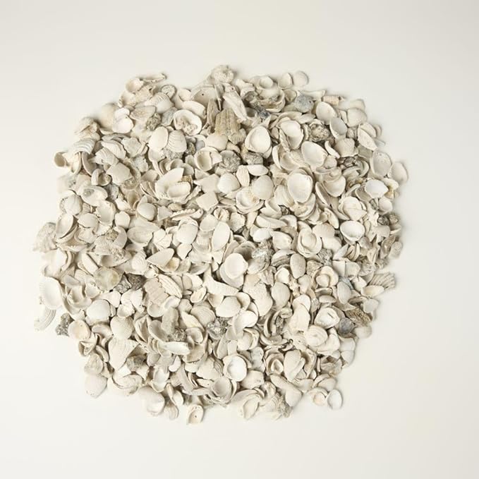 32 oz Jug of Natural Small Seashells with Pieces, ⅛-½ inch Size, for Indoor Outdoor Decor, vase Filler, Candles, Art, Crafts, Aquariums, Gardens, planters, tablescapes, terrariums