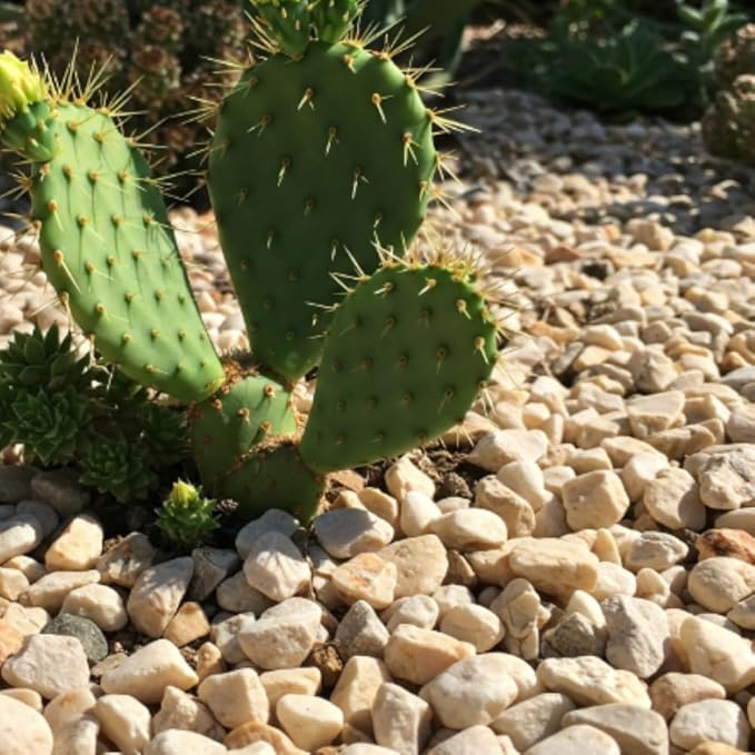 32 oz Jug Multicolor Cream Medium River Rock, 1½-3 inch size, for indoor outdoor decor, vase filler, candles, art, crafts, aquariums, fairy garden, planters, tablescapes, terrariums