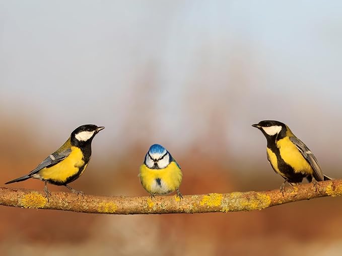 Birdseed Cylinders with Hole - Bird Seed for Outside Wild Birds (Small Cylinder, Tweet Treats 2pc)
