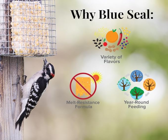 Blue Seal Hot Pepper Suet Cakes for Wild Birds | No Mess Suet Feed with Cracked Corn | Food for Woodpeckers, Cardinals, Siskins & Sparrows | Use with Suet Feeder | 11oz Seed Cake (12 Pack)