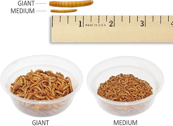 Mealworm Breeder Kit (Expanded) - Breed Live Feeder Worms for Hedgehogs, Sugar Gliders, Reptiles, Wild Birds, Chickens, Lizards, Bearded Dragon, Skunks, Opossum, Fish, Turtles, Tortoises, Geckos