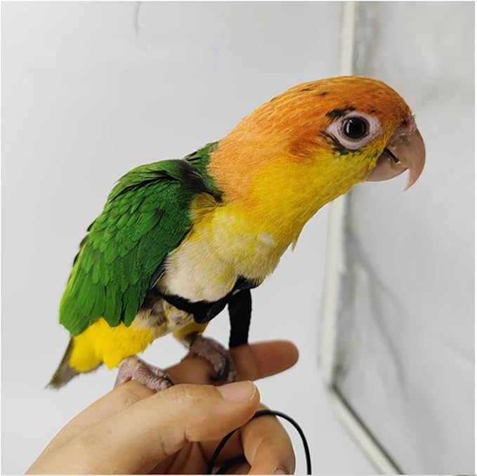 Adjustable Bird Harness with 78.7 Inch Leash, Outdoor Flying Training Rope Kit for Bird Parrots, Parrot Flying Rope Straps Outdoor Training Traction Rope for Small Medium Large Size Birds (XS)