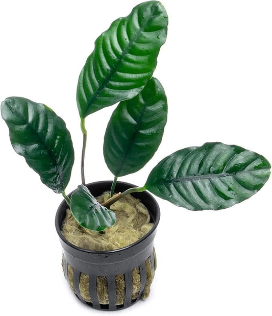 Anubias Live Aquarium Plants - Potted Freshwater Plant for Fish Tanks, Terrariums - Beginner Friendly Low Light (Barteri Coffeefolia, 1 Pot)