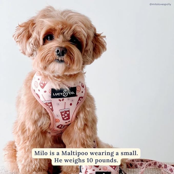 Lucy & Co. Cute Reversible Dog Harness Walking Halter - Best Designer Pet Harnesses for XS - XL Dogs - Padded Adjustable Vest for Easy Walking. (Iced Coffee SZN Reversible Harness).